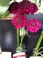 Scabiosa japonica Bordeaux